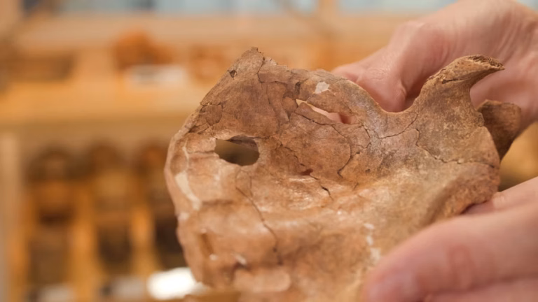 Estudo aponta que neandertal foi morto por lança de madeira há 75 mil anos no Iraque