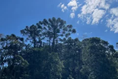 Governo de São Paulo paga até R$ 36 mil para conservação de araucária