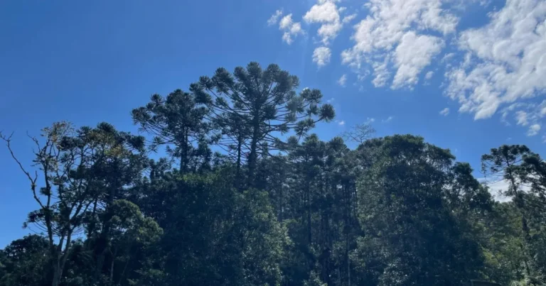 Governo de São Paulo paga até R$ 36 mil para conservação de araucária