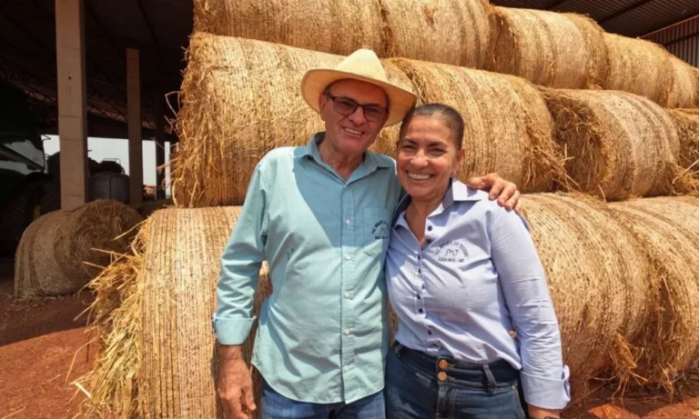 Integração entre lavoura e pecuária transforma fazenda em mato grosso
