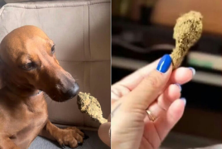Jovem é presa em Sorriso após publicar foto oferecendo maconha a cachorro