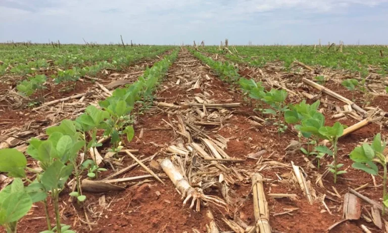 Manejo rigoroso nas semanas iniciais do plantio é chave para produtividade da SOJA segundo Aprosoja MT