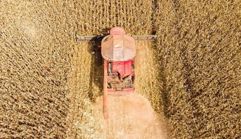 Mato Grosso consolida liderança agrícola e domina produção nacional de gergelim