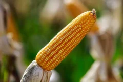 Mercado agrícola em baixa: milho recua na bolsa de Chicago com avanço da colheita