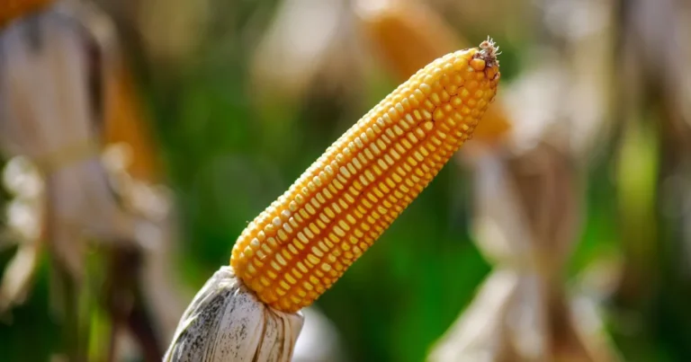 Mercado agrícola em baixa: milho recua na bolsa de Chicago com avanço da colheita
