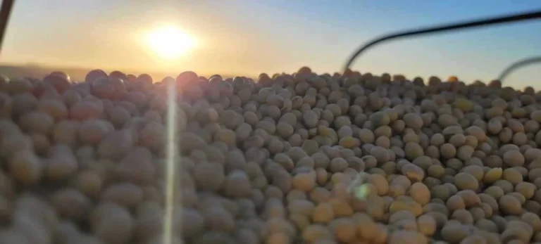 Mercado de SOJA registra queda nas cotações no Brasil e nos Estados Unidos