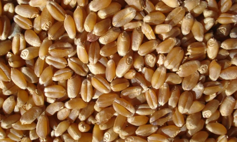 Mercado de trigo enfrenta baixa liquidez com pressão da safra nova e concorrência externa