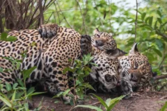Momento raro de onça-pintada e filhotes abraçados encanta biólogos e fotógrafa no pantanal