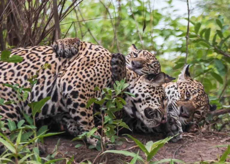 Momento raro de onça-pintada e filhotes abraçados encanta biólogos e fotógrafa no pantanal