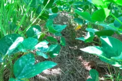 Oídio em plantações de SOJA ganha força com clima seco e ameaça safra