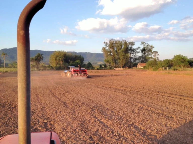 Plantio de arroz alcança 33,2% no país, mas chuvas intensas freiam campo no Sul