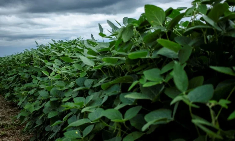 Previsão climática para outubro indica chuvas intensas no Sul e calor no Norte do Brasil
