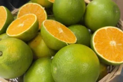 Produção de laranja da Flórida despenca e Estados Unidos dependem do Brasil