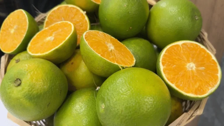 Produção de laranja da Flórida despenca e Estados Unidos dependem do Brasil