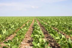 Produtores rurais filtram mercado de biológicos em busca de eficácia no campo