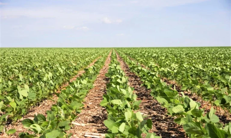 Produtores rurais filtram mercado de biológicos em busca de eficácia no campo