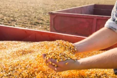 Relatório do USDA surpreende mercado com oferta de milho e derruba preços em Chicago
