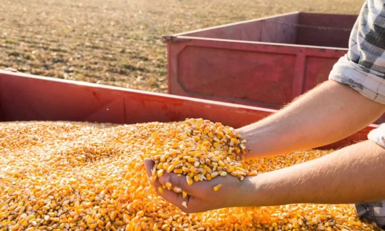 Relatório do USDA surpreende mercado com oferta de milho e derruba preços em Chicago