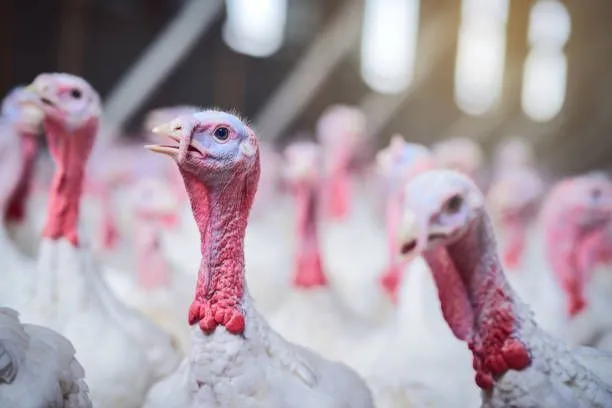 Riscos e sintomas da doença de Newcastle em humanos e o consumo de frango