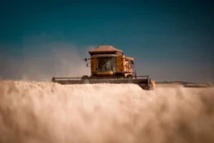 Safra de trigo no RS sofre atraso e perdas devido a chuvas excessivas e doenças