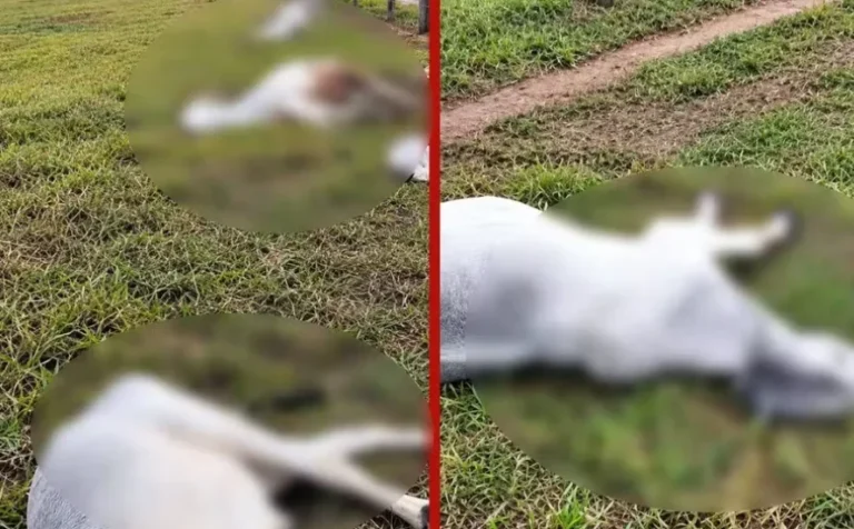 Temporal em Vila Bela da Santíssima Trindade deixa 11 cabeças de gado mortas por raio