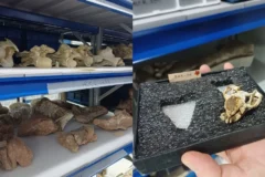 Tesouro paleontológico: museu no Rio guarda 250 mil fósseis e abre portas para cientistas