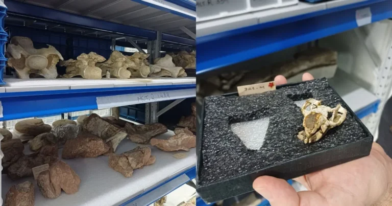 Tesouro paleontológico: museu no Rio guarda 250 mil fósseis e abre portas para cientistas