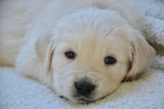 Trabalhadora exige licença-maternidade após adotar filhote de cachorro