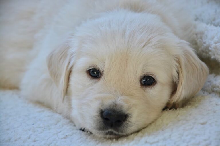 Trabalhadora exige licença-maternidade após adotar filhote de cachorro